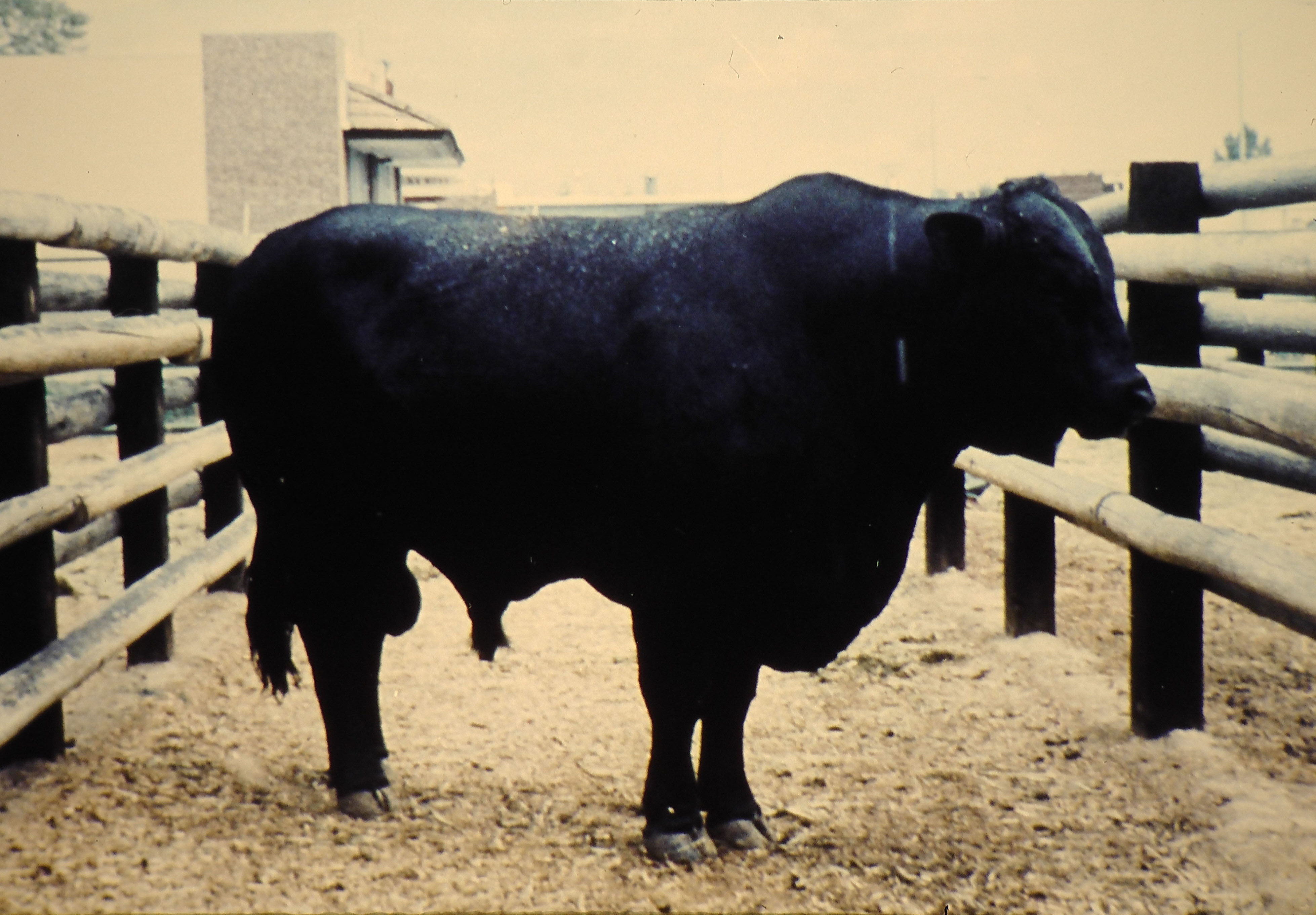 Ganado de raza Brangus, fotografía de referencia