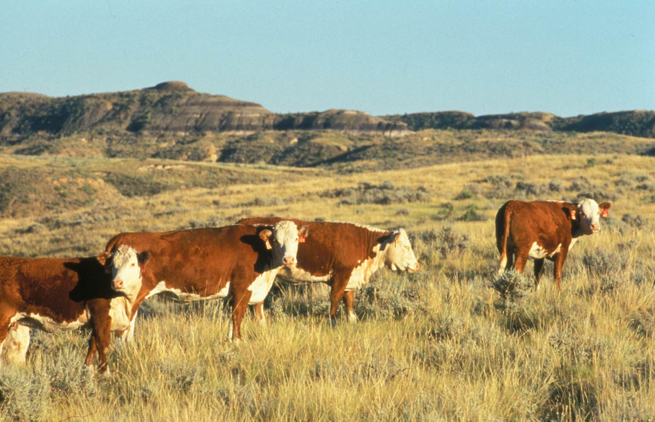 Ganado de raza Hereford, fotografía de referencia