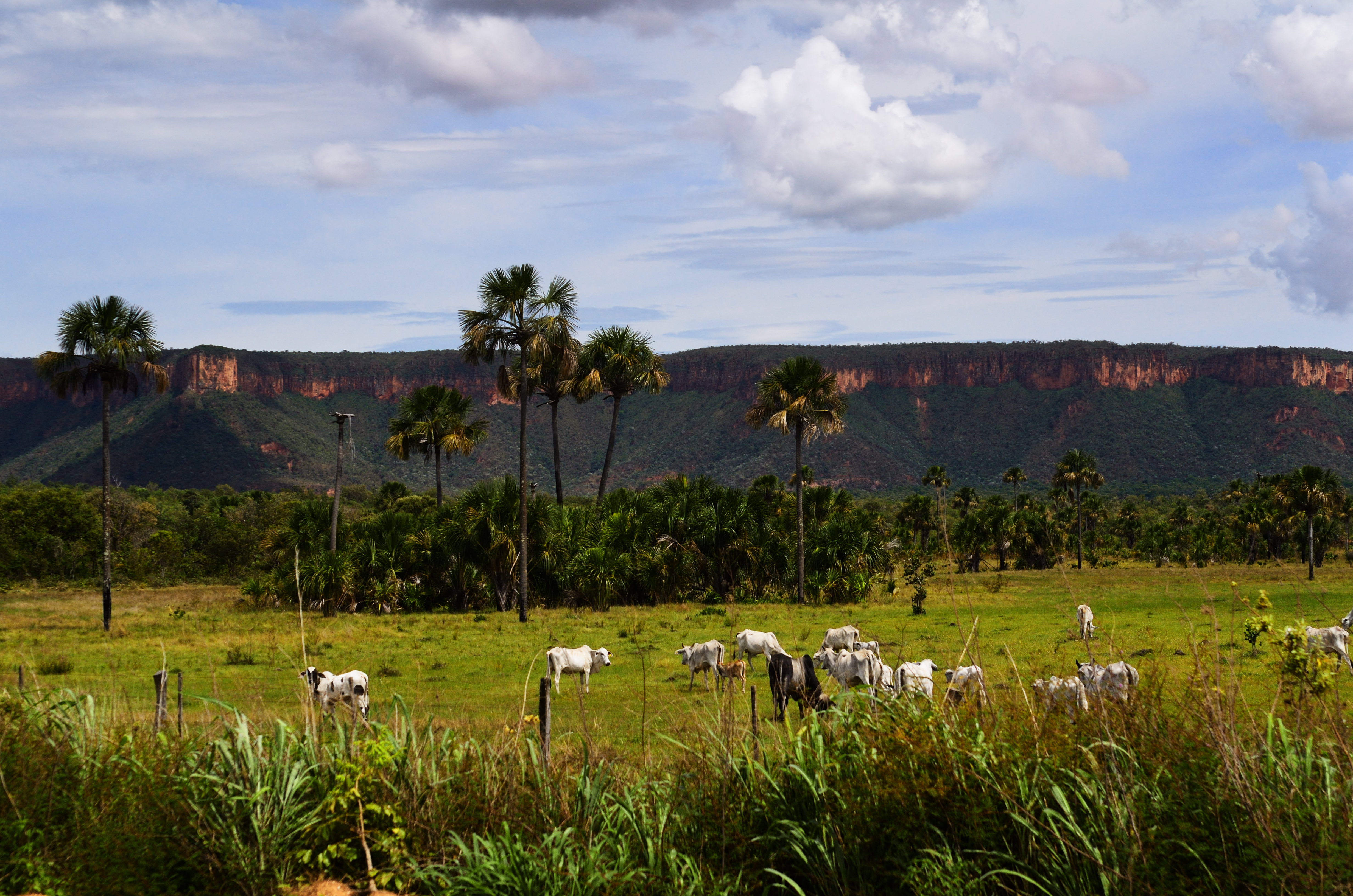 Ganado Nelore en un paisaje rural de Brasil